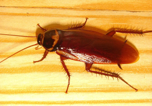Techno Star Pest Control Services