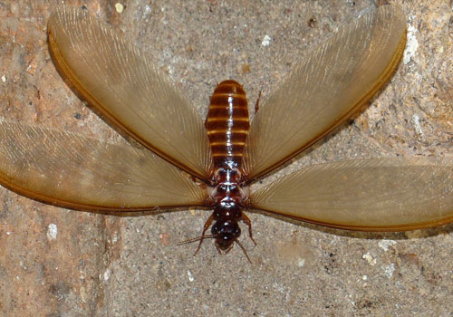 Techno Star Pest Control Services