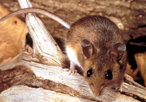 Techno Star Pest Control Services