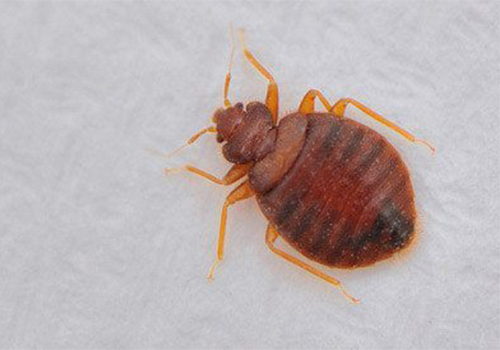 Techno Star Pest Control Services